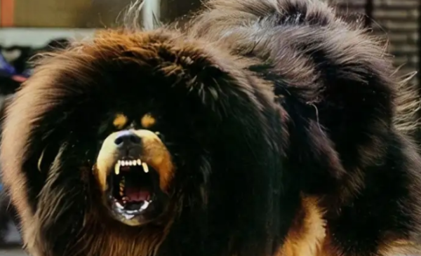 Among the six guard dogs in the world, who is the king of guard dogs?