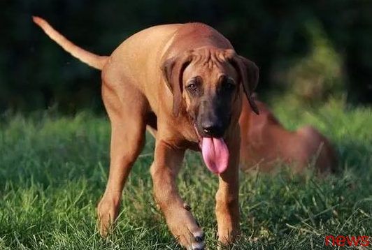 Top olfactory hunters: Top 10 Hounds’ olfactory ranking