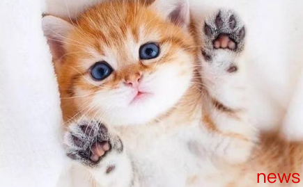 Cat care tips: 23 tips for cat love