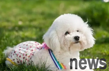 Compulsory Dog Raising Courses: A Full-Link Guide from Newbie to Expert