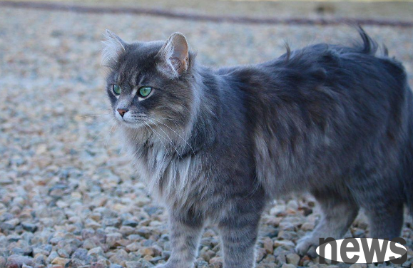Which cats are the most expensive? Let’s take a look at these top ten precious cats