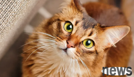 Understanding this knowledge is actually very simple to relieve cat hair allergy