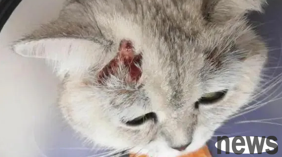 The cat licked all its hair and became bald, and its skin was red and festered? ! What to do if you are allergic?