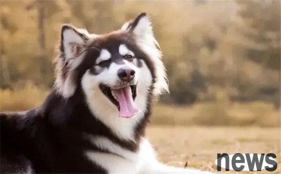 These 6 kinds of dogs have a high 
