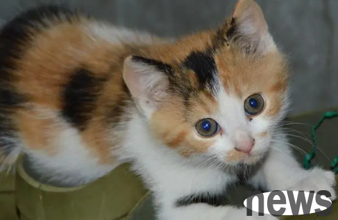 What to do if you encounter a kitten? Little cat rescue guide