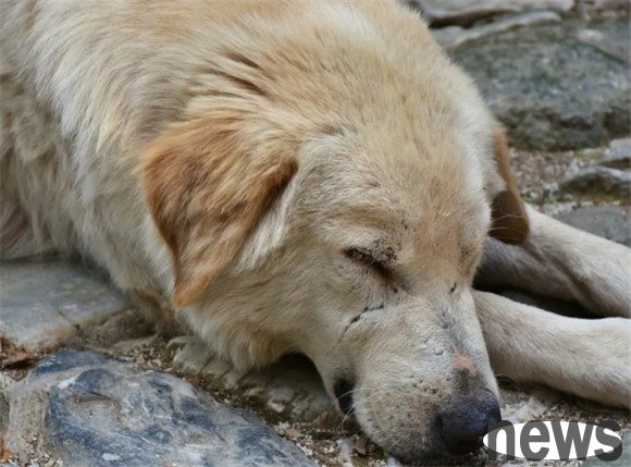 What should I do if a dog always eats his own shit?