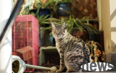 Common cat diseases: ear itchy mite disease