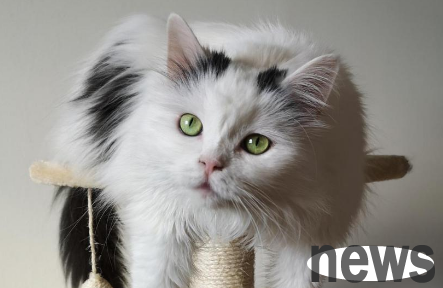 5 behaviors of cats who are extremely eager for their owners to accompany them