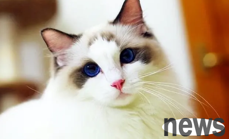 The cat world is 