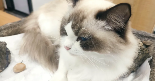 How great is the merit of saving a cat?