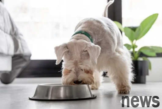 What is the reason why dogs don’t eat? What are the reasons why dogs don’t eat?