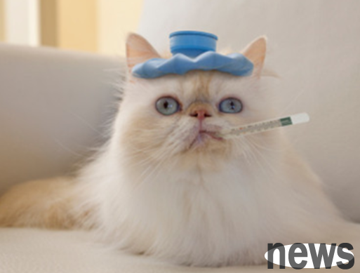 Prevention and treatment of feline viral nasal bronchitis!