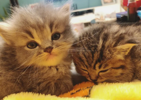 What should I do if a new cat doesn’t eat or drink after arriving at home?