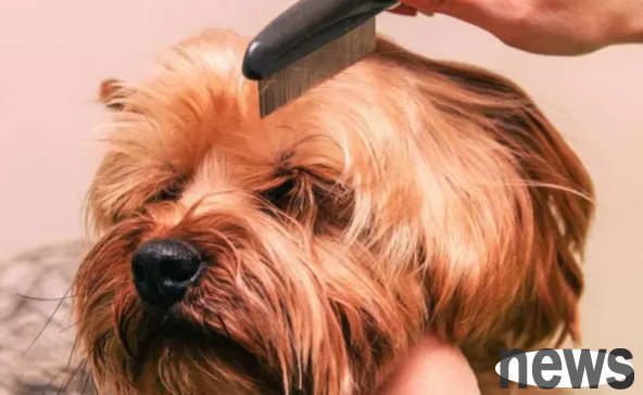 Causes and solutions for excessive dander on dogs, it is recommended to collect it