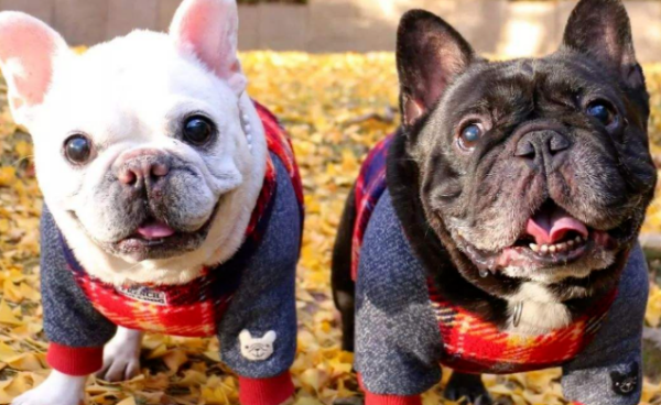 In the dog world, these four types of dogs are responsible for 