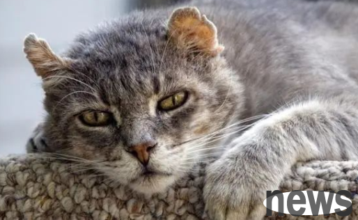 The cat has passed away, the correct way to deal with the corpse
