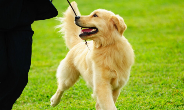 A must-read for newbies in raising dogs! Avoid these minefields and allow dogs to grow up healthily