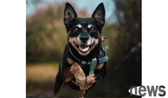 Why do dogs always use their paws to pull you away? I don’t understand any of them, it’s a waste of time to raise a dog!