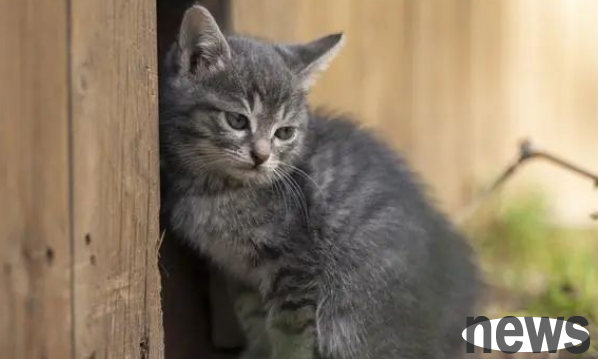 How can a cat be easily rescued by a sticky mouse board?