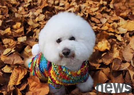 Precautions for prenatal care of pet dogs