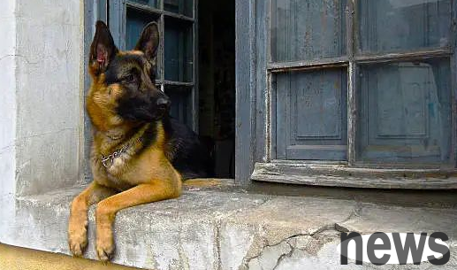 Five tips for raising dogs, making it easy for you to become your dog’s best friend!