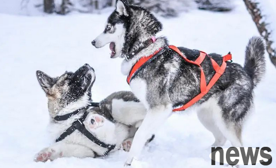 Is it normal for dogs to tremble in the cold room in winter?