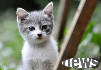 Why do cats eat grass? Explore cats  eating habits