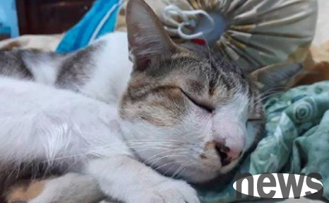 What will happen if a cat is stung in the mouth of a bee?
