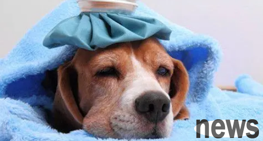Understand these 9 points in advance to prevent dogs from catching colds