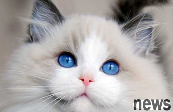 The cat always scratches its ears, and its ears are scratched. What is usually the case?