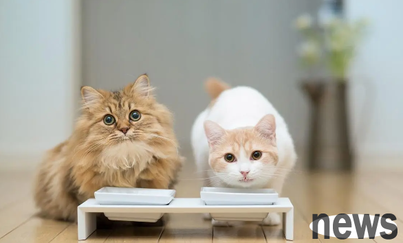 What should I do if my cat has bleeding from nails cut? How long does it take for a cat to recover after cutting the bloodline?