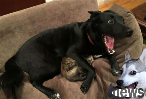 What should I do if an adult dog comes into contact with a puppy?