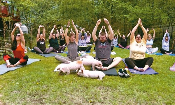 Relax and happy. It is popular in the United States to do yoga with pigs