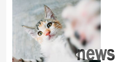 What should I do if a cat wet the bed and refuses to change it after repeated instruction? How to judge a cat s retaliatory bedwetting?