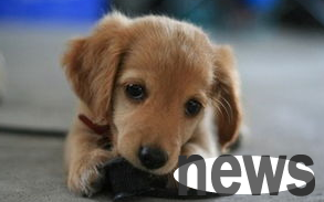 What to do if your dog is dehydrated? If you don’t know, come and have a look!