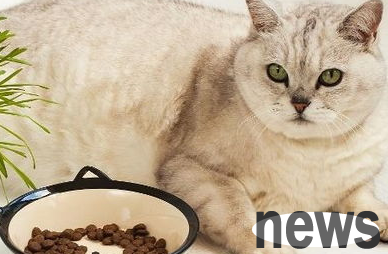 What should I do if I don’t eat homemade cat rice?
