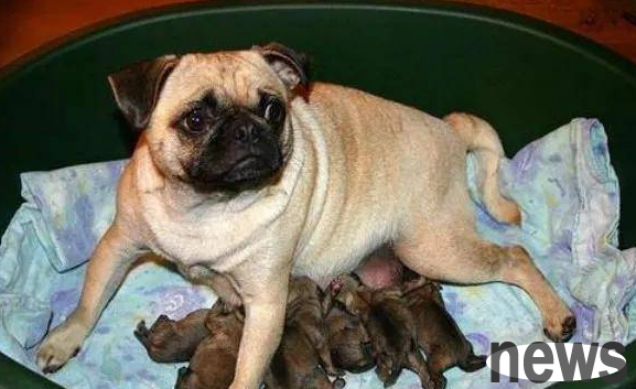 Why is it that the dog has not gotten pregnant twice?