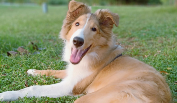 What dog training methods do dog owners need to know?