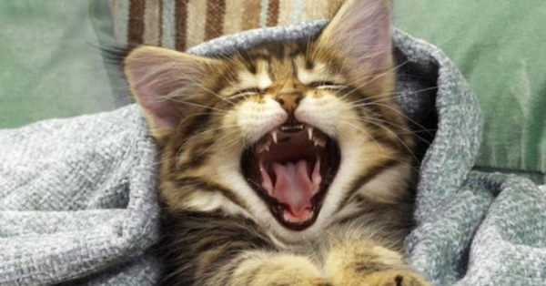 What to do with cat parkour? Will cats hurt themselves when parkoured?