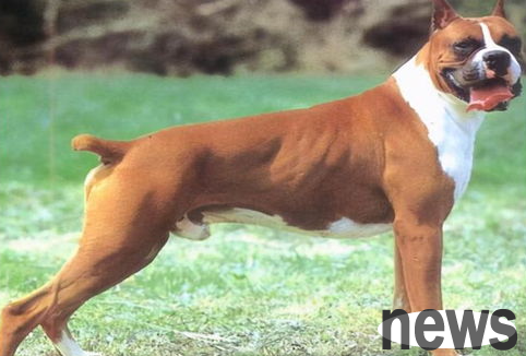 What should I do if I have a banned dog? How to legally raise dogs?