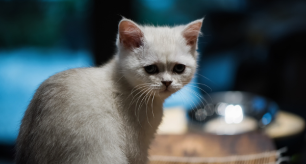 By the way, do cats need to be vaccinated every year?