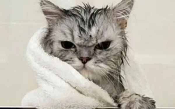 Tips for bathing cats!