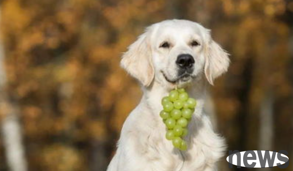 What should I do if a dog eats grapes? What are the symptoms of dogs eating grapes?