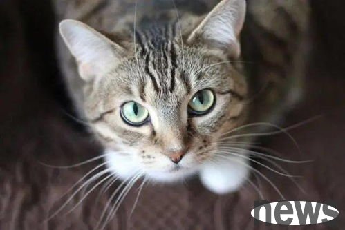 Cat toilet training develops habits from education