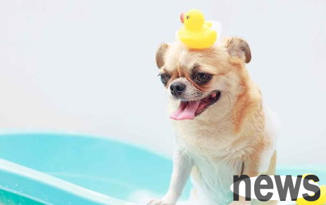 Why is it better for dogs not to bathe with human shampoo bath solution?