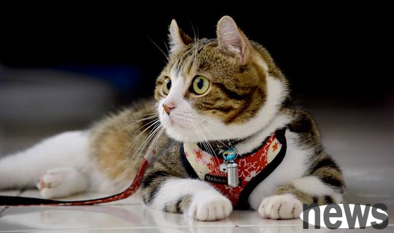 How to train cats to roll? Teach you to train cats to become 
