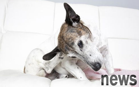 Can hypoallergenic dog food relieve dog food allergies? uncertain! Finding out allergen will heal