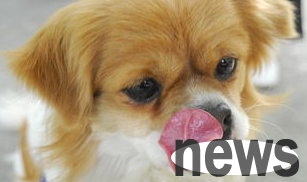 There are so many reasons behind dogs licking their noses. Did the owner think of it?