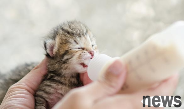What to do if anal cyst in a cat? Diagnosis and treatment of cat anal cysts!