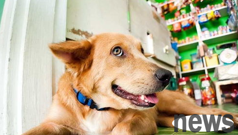 What are the methods for judging ectopic parasites in dogs?